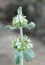 Marrubium vulgare flower